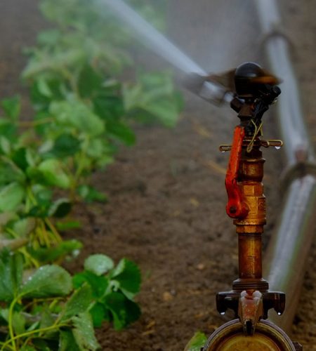 Pearl Necklaces image 01