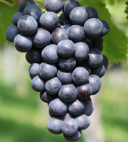 Pearl Necklaces image 02